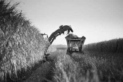 Sugar Cane Photography White Castle Louisiana4