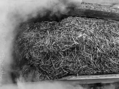 Sugar Cane Photography White Castle Louisiana9