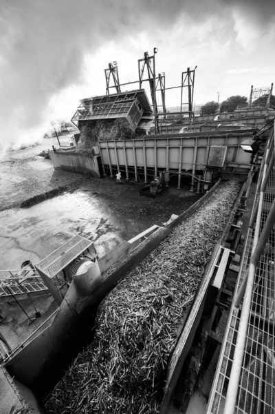 Sugar Cane Photography White Castle Louisiana11