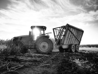 Sugar Cane Photography White Castle Louisiana21
