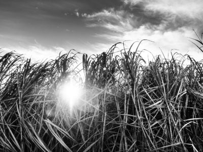 Sugar Cane Photography White Castle Louisiana22