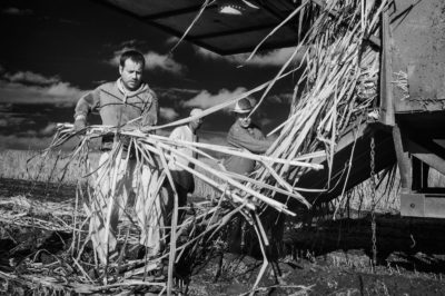 Sugar Cane Photography White Castle Louisiana31