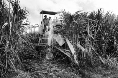 Sugar Cane Photography White Castle Louisiana33