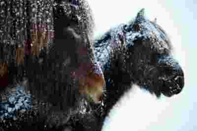 Travel Photography Icelandic Horses Snow Aaron Hogan2