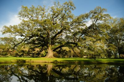 Best Professional Luxury Dream Wedding Venue Photography Nature Oak Tree on Pond at Houmas House Plantation Louisiana Photo 15
